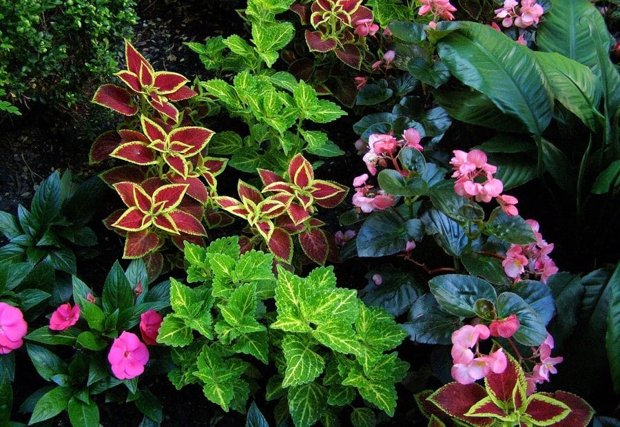 Common Diseases In Perennial Plants