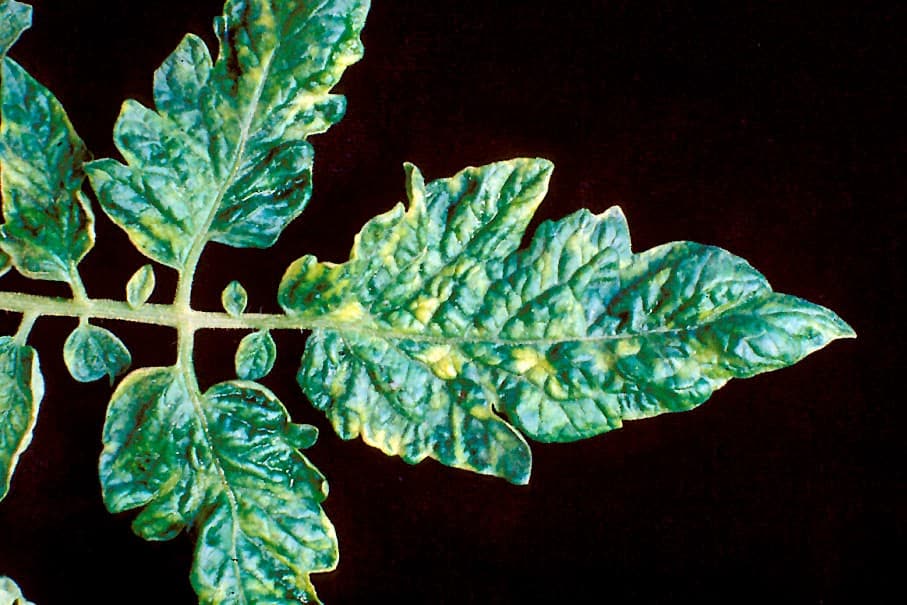 Common Diseases In Perennial Plants