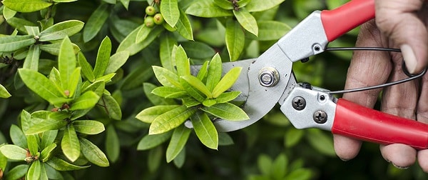 Caring for Your Landscaping Plants