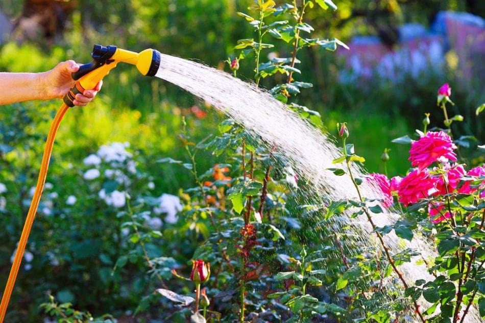 Caring for Your Landscaping Plants