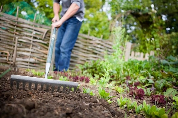 Caring for Your Landscaping Plants