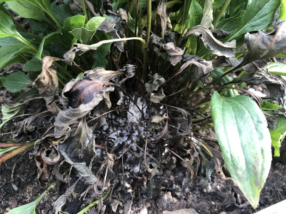 Common Diseases In Perennial Plants