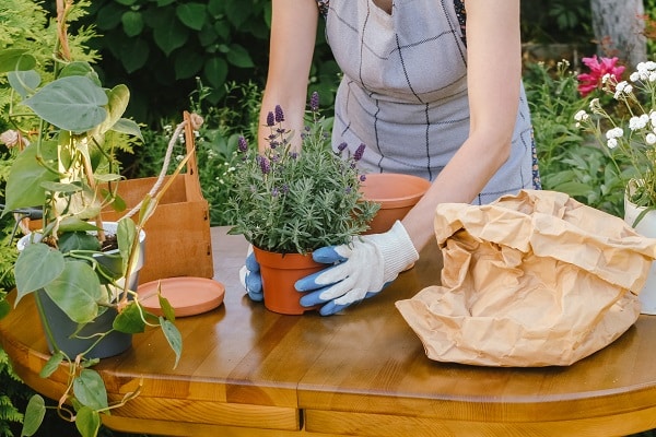 Lavender Plants
