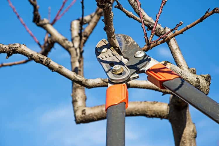 Simple Mistakes When Pruning Your Plants