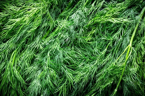Plants That Attract Pests