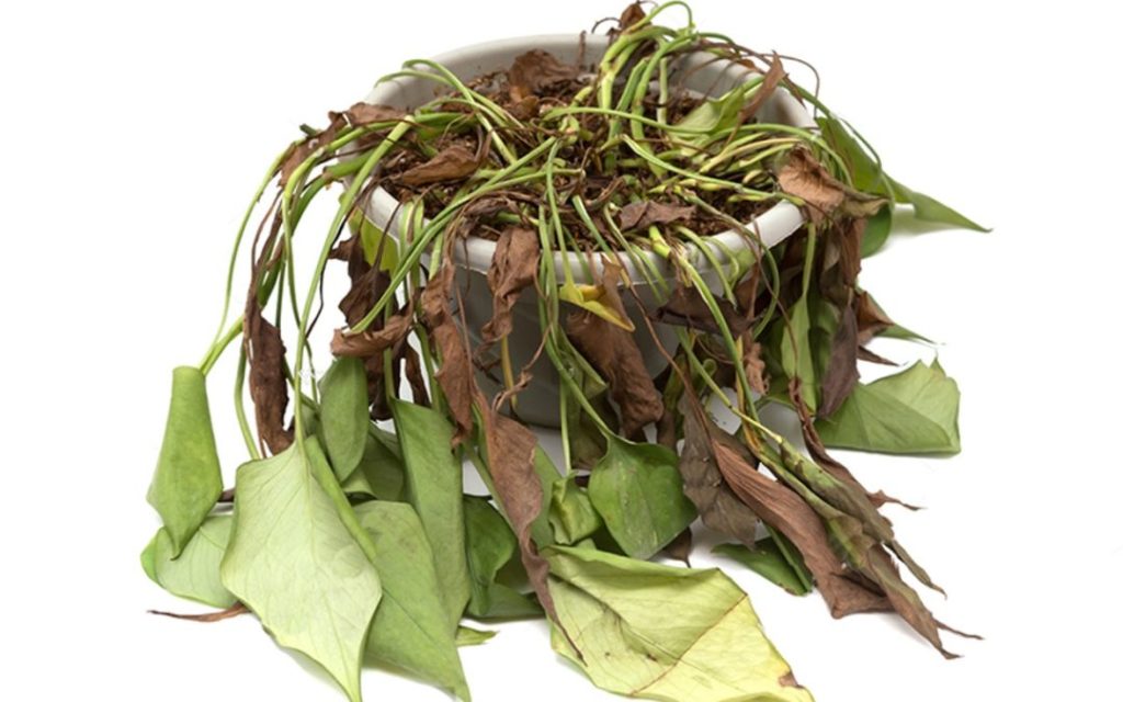 Reviving Wilted Plants: A Step-By-Step Guide