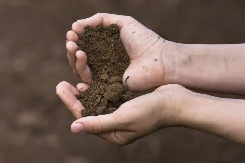 Soil Types For Water-Loving Plants