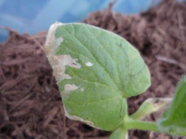 Fertilizers