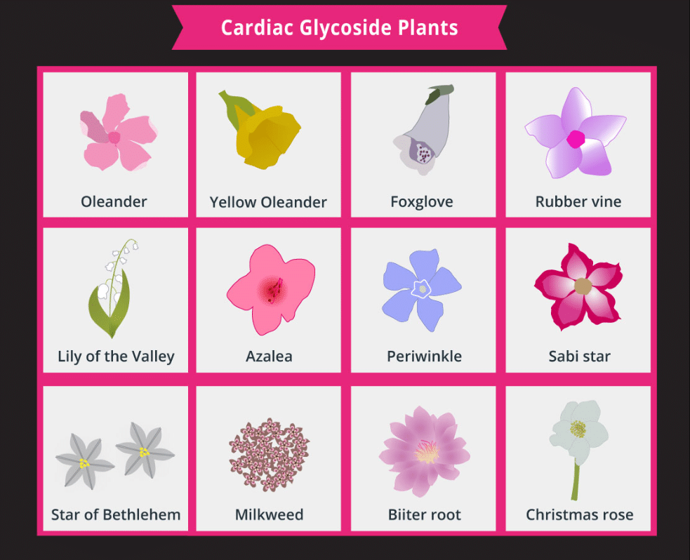 Are Your Flowers Poisoning Your Pets?