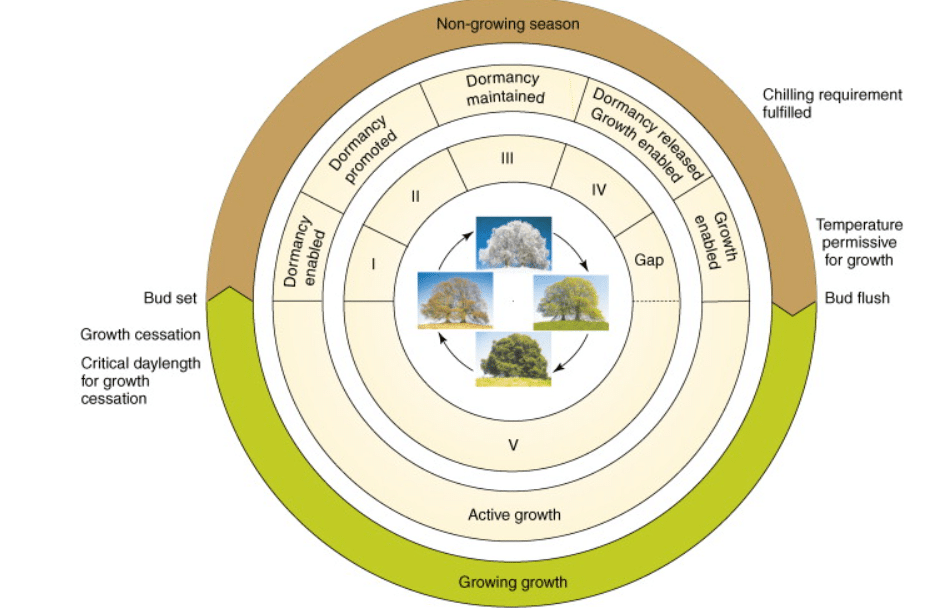 Understanding Plant Dormancy During Winter Months