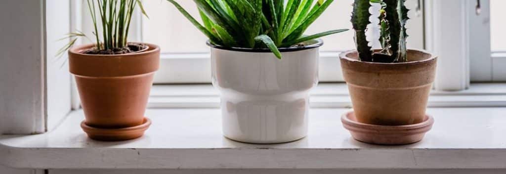 Understanding Plant Dormancy During Winter Months