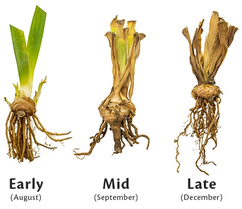 Understanding Plant Dormancy During Winter Months