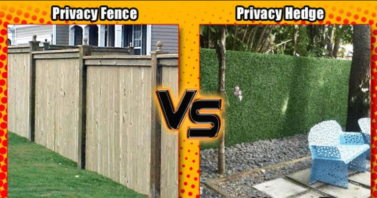 Low-Maintenance Plants For Privacy