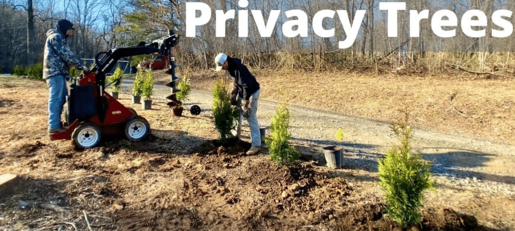 Low-Maintenance Plants For Privacy