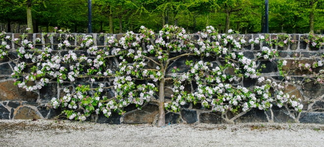 The Art Of Espalier: Training Fruit Trees Into Decorative Shapes