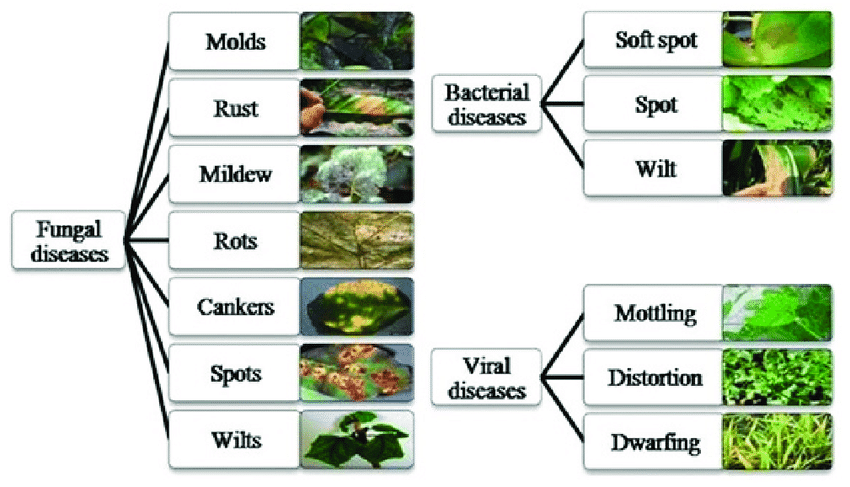 Plant Diseases That Thrive In Winter