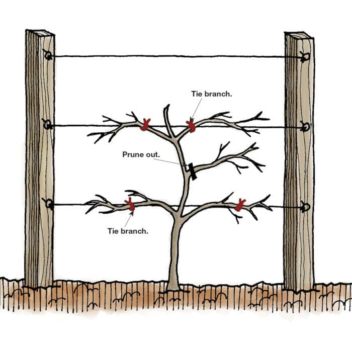 The Art Of Espalier: Training Fruit Trees Into Decorative Shapes