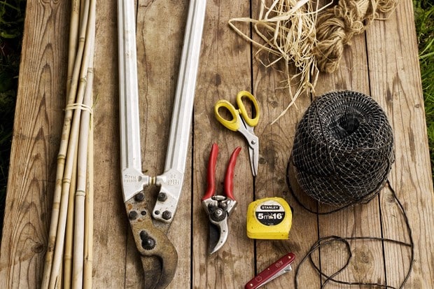 The Art Of Espalier: Training Fruit Trees Into Decorative Shapes