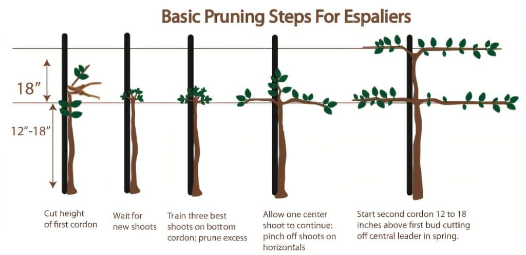 The Art Of Espalier: Training Fruit Trees Into Decorative Shapes