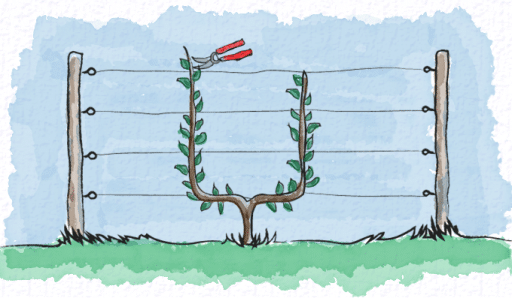 The Art Of Espalier: Training Fruit Trees Into Decorative Shapes