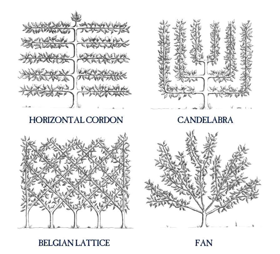 The Art Of Espalier: Training Fruit Trees Into Decorative Shapes