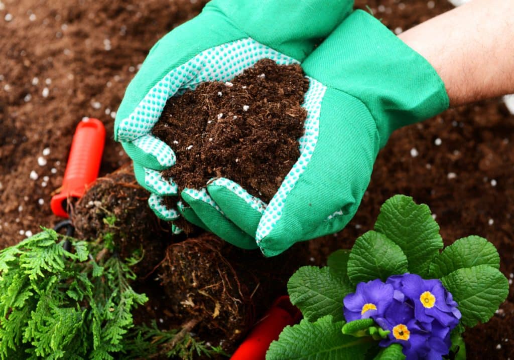 Plant Diseases That Thrive In Winter