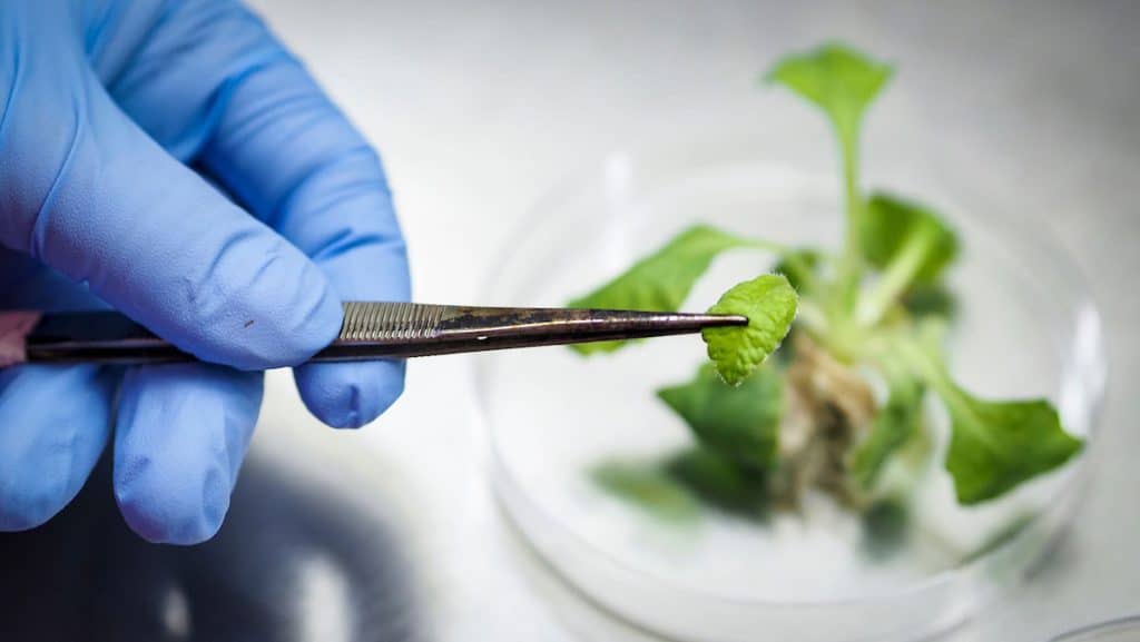 Plant Diseases That Thrive In Winter