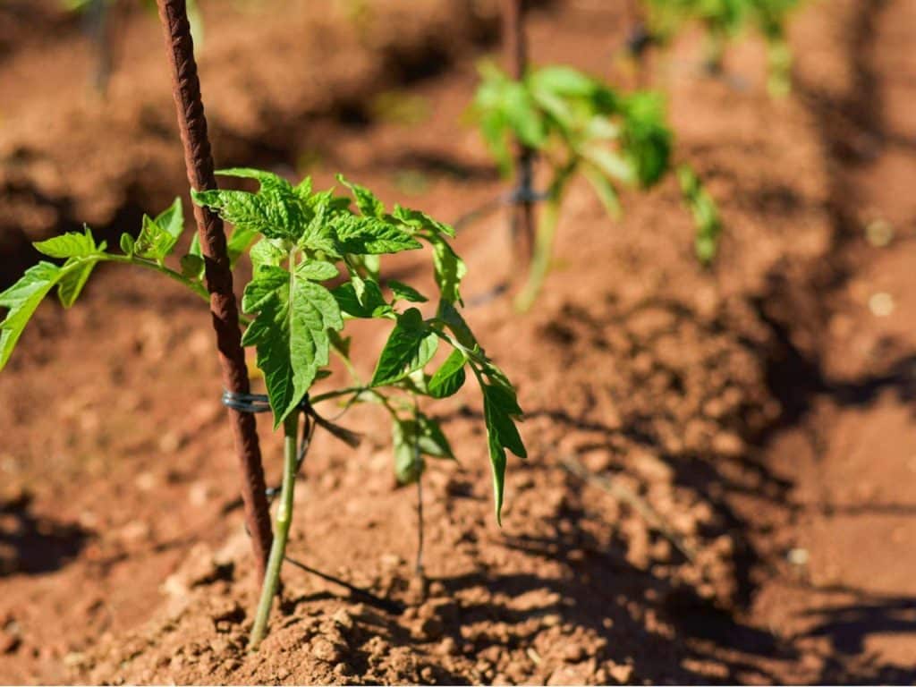 The Best Organic Pest Control Methods