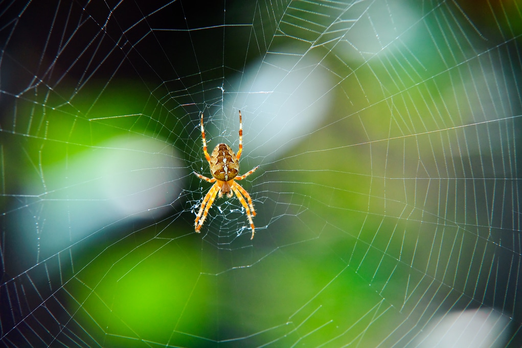 The Best Organic Pest Control Methods