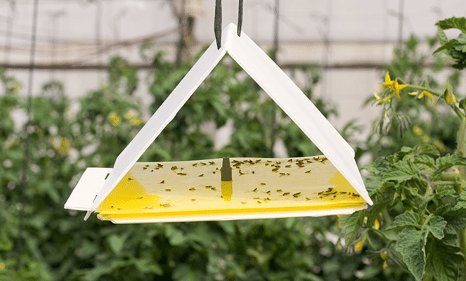 The Best Organic Pest Control Methods