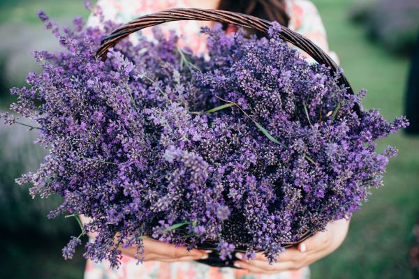 Herbs
