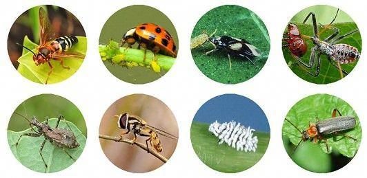 The Best Organic Pest Control Methods