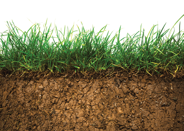 Shocking Secrets Your Lawn is Hiding