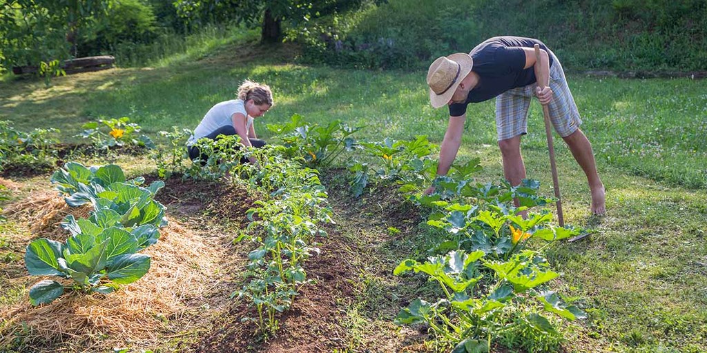 Why Permaculture Is The Future Of Home Gardening