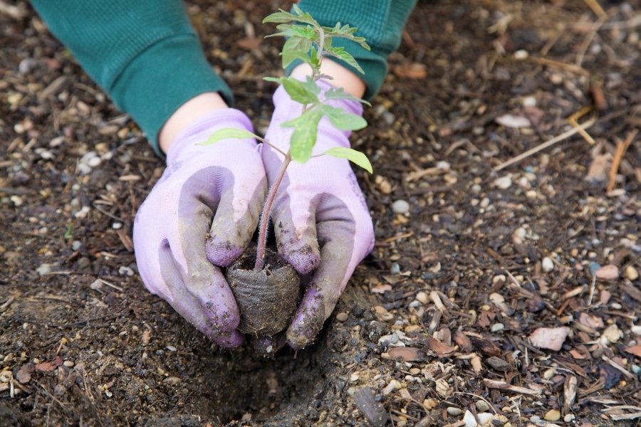 Terrifying Truths About Organic Gardening