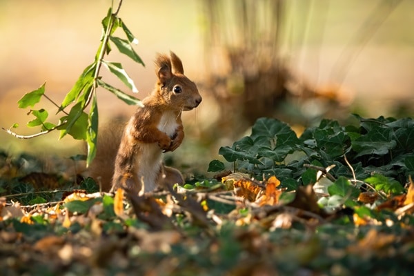 Uses for Leaves in Your Garden