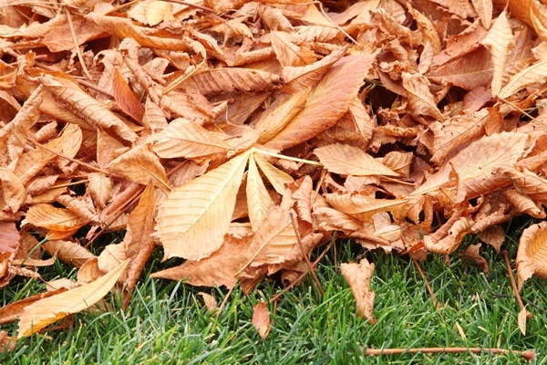 Uses for Leaves in Your Garden