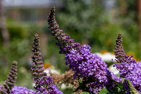 Flowering Shrubs That Bloom All Summer