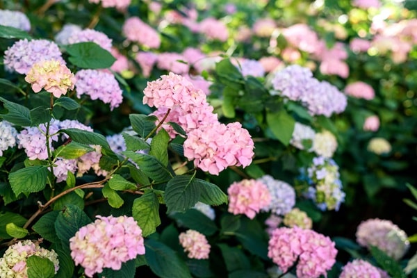 Flowering Shrubs That Bloom All Summer