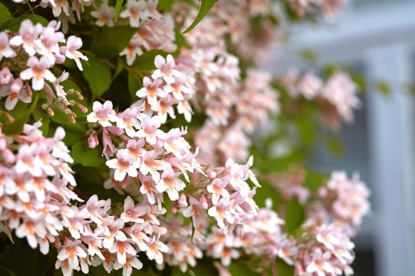 Flowering Shrubs That Bloom All Summer