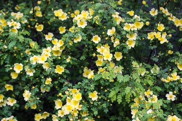 Flowering Shrubs That Bloom All Summer