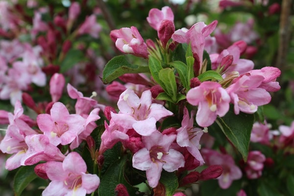 Flowering Shrubs That Bloom All Summer