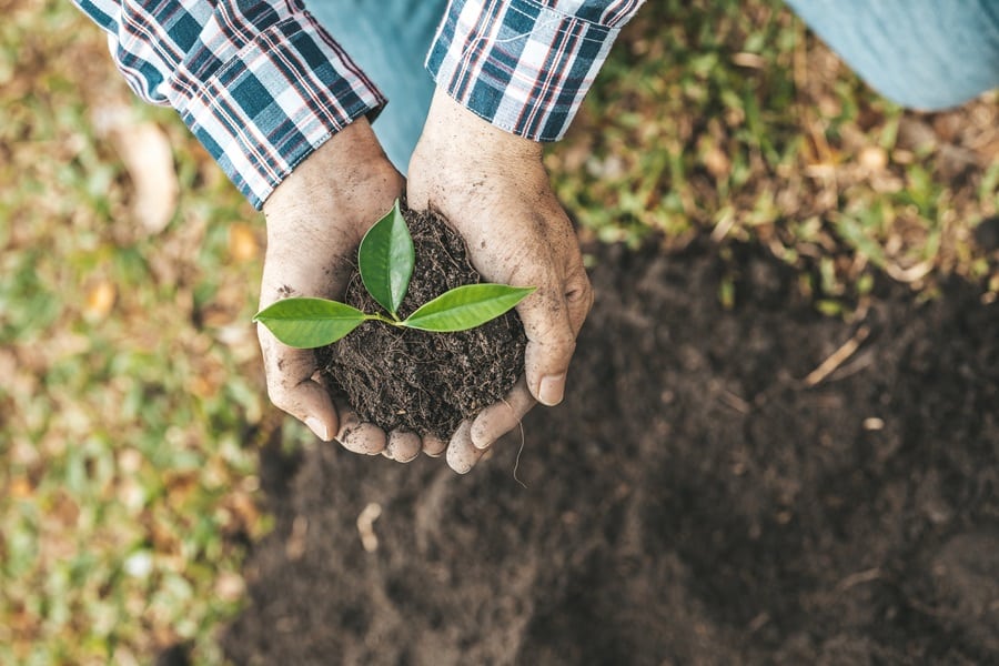 Plants That Improve Soil Health