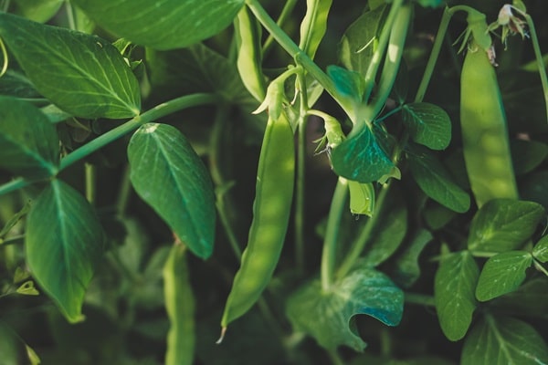 Plants That Improve Soil Health