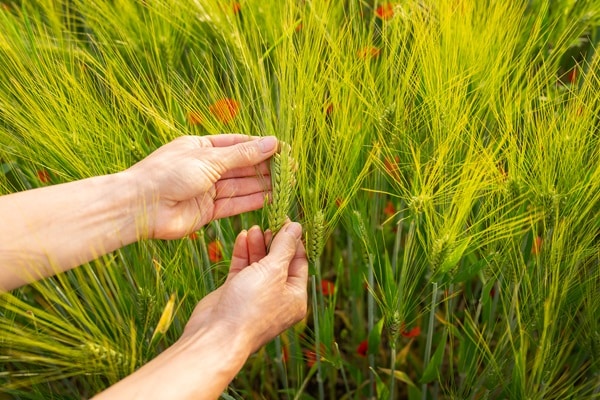 Plants That Improve Soil Health