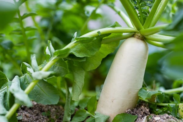 Plants That Improve Soil Health