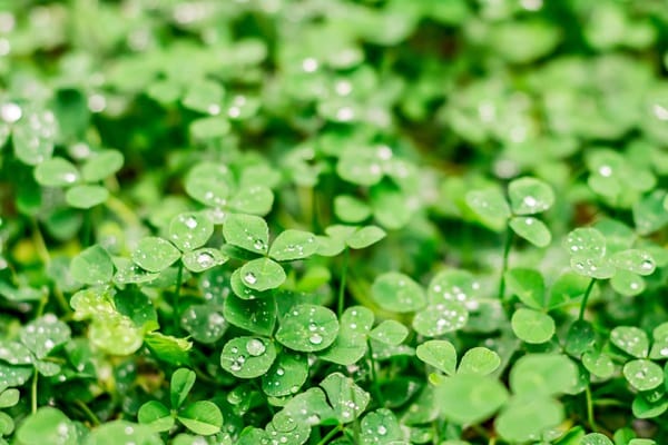 Plants That Improve Soil Health