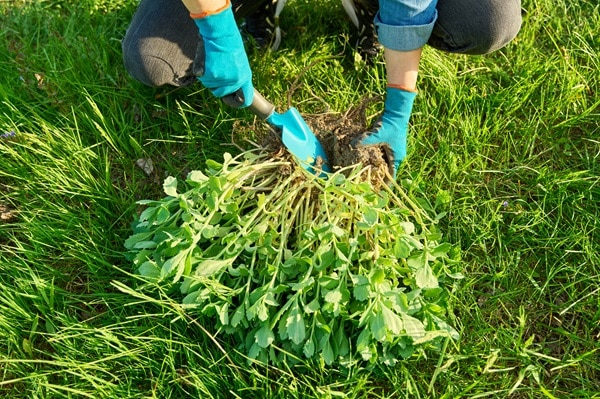 Plants That Improve Soil Health