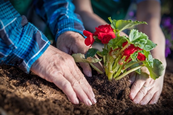 Create a Beautiful Butterfly Garden