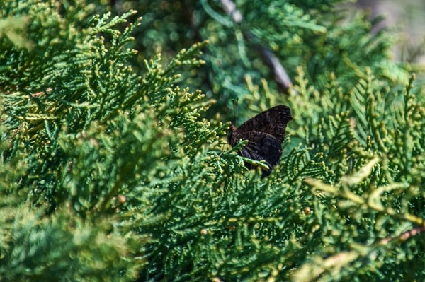 Create a Beautiful Butterfly Garden